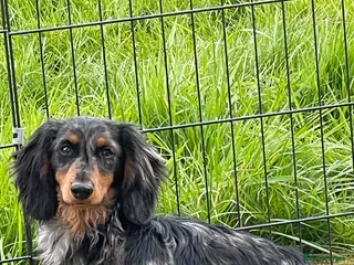 Miniature Dachshund dogs Stunning long silver dapple stud boy in Doncaster - Advert 6