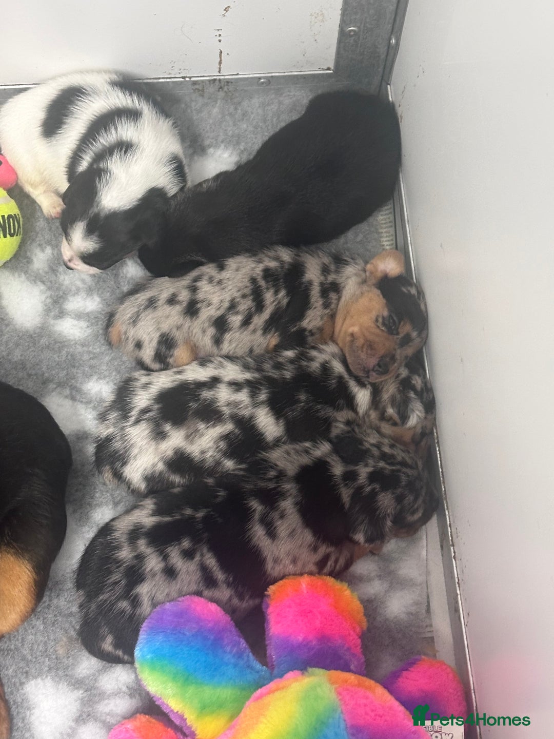 Jack Russell dogs for sale: True miniature Jack Russell’s  - Image 5