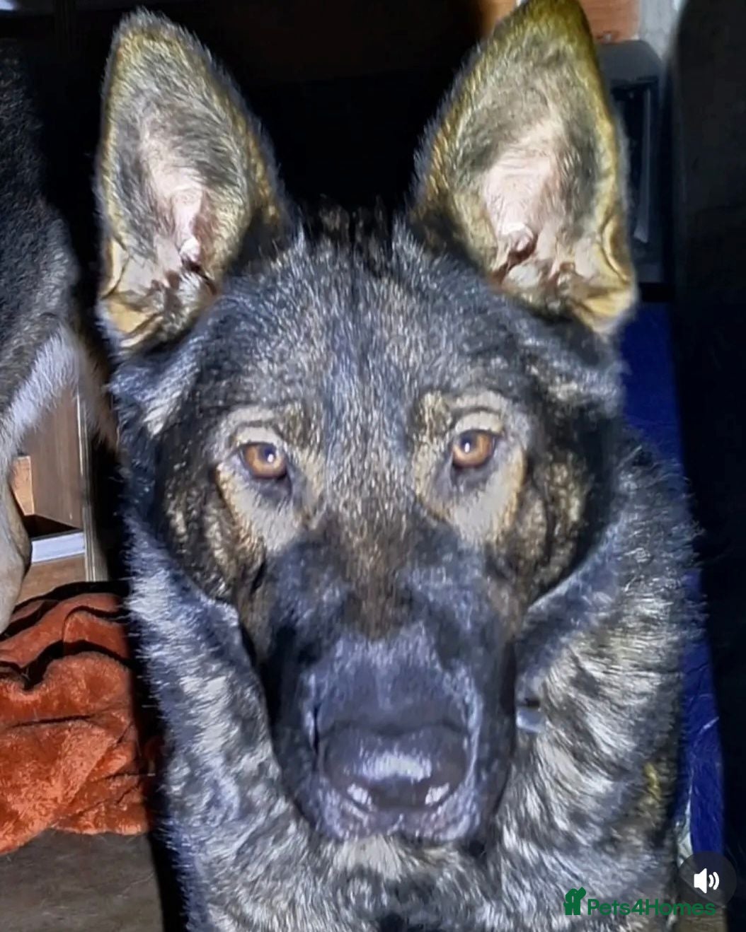 German Shepherd dogs Stunning female Czech line German Shepherd Female  - Advert 2