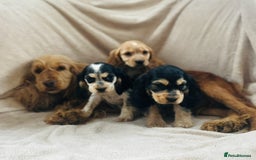 Cocker Spaniel dogs for sale: Show type cocker spaniel  - Image 7