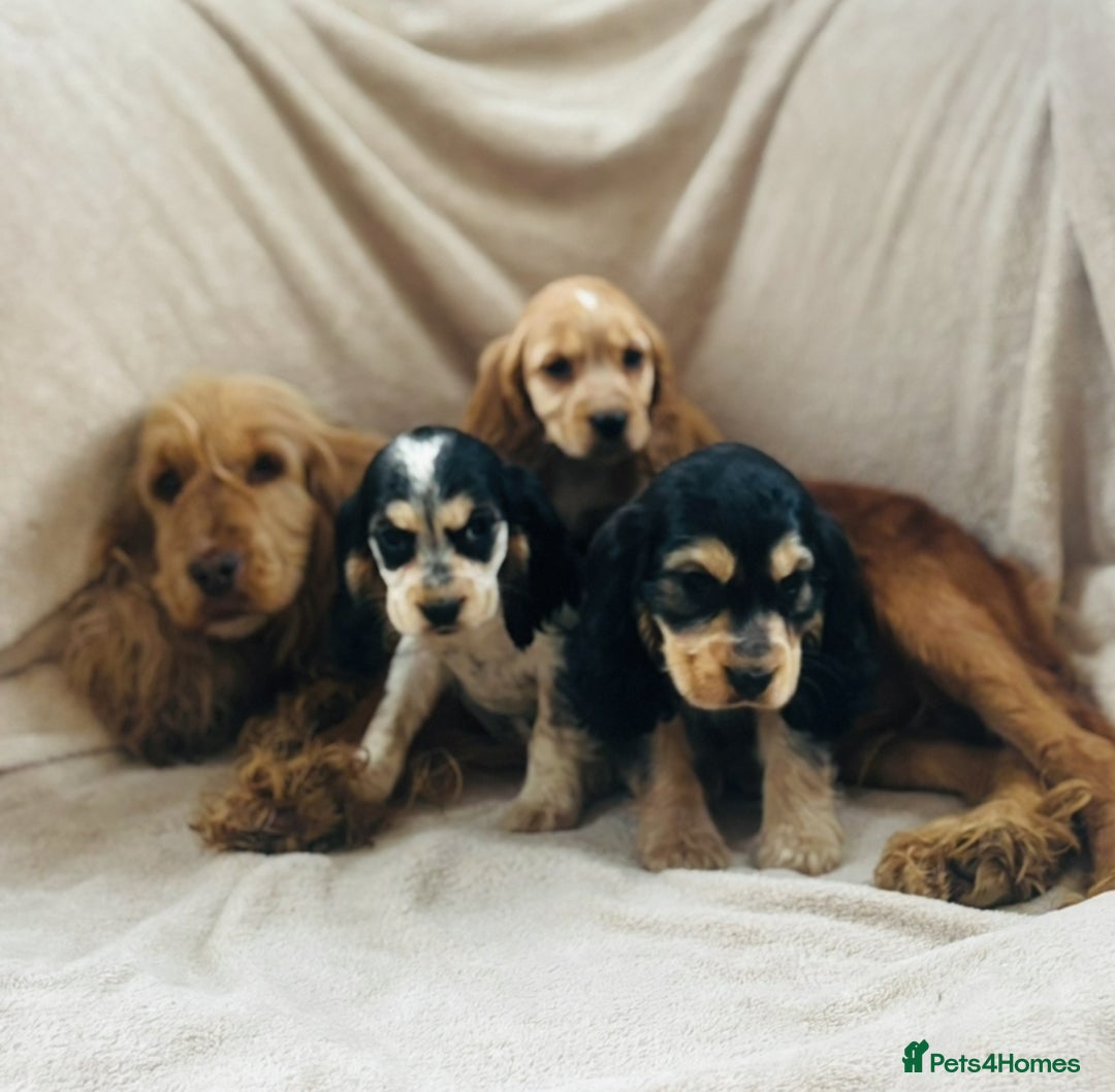 Cocker Spaniel dogs for sale: Show type cocker spaniel  - Image 7