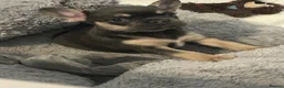 French Bulldog dogs for sale: *Kc registered* French bulldog puppies  - Advert 4