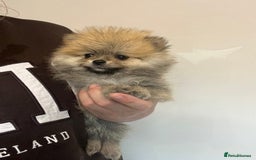 Pomeranian dogs for sale: Pomeranian  puppies  - Image 8