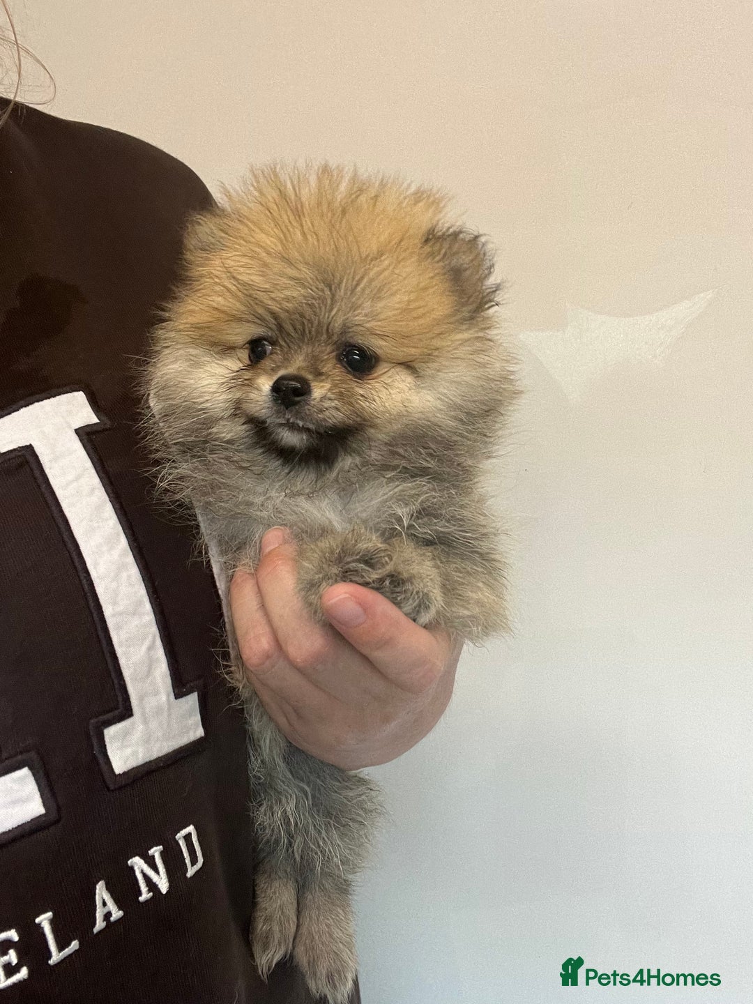 Pomeranian dogs for sale: Pomeranian  puppies  - Image 8
