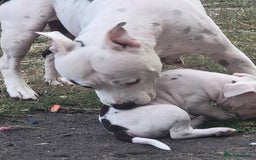Staffordshire Bull Terrier dogs for sale: Staff - Image 5