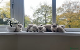 British Shorthair cats for sale: British Shorthair colour point kittens white  - Image 23