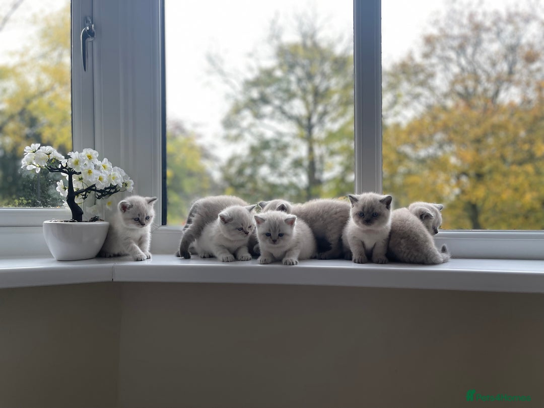 British Shorthair cats for sale: British Shorthair colour point kittens white  - Image 23
