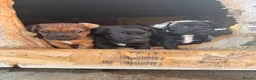 Patterdale Terrier dogs for sale: Patterdale terrier  - Advert 2