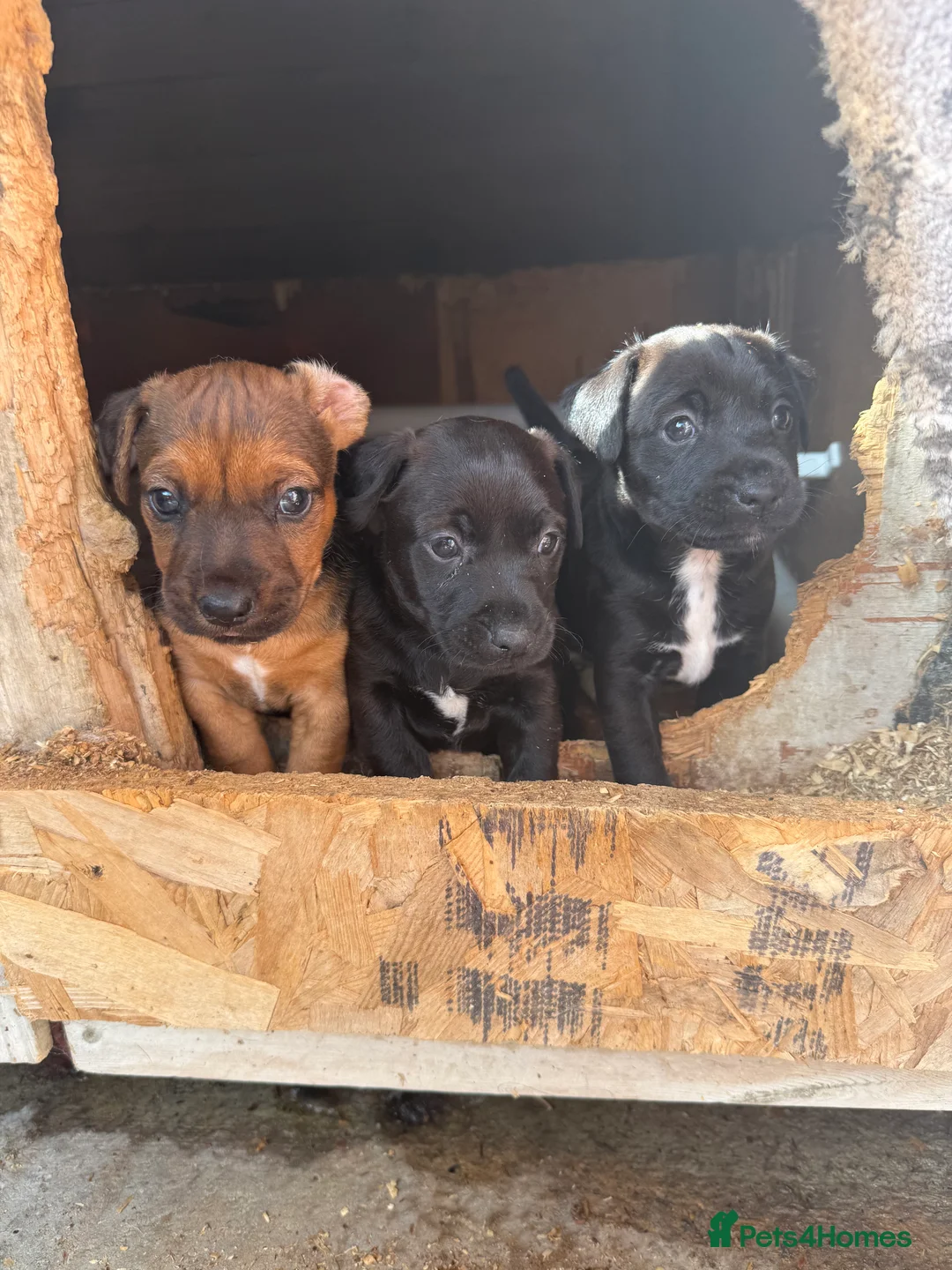 Patterdale Terrier dogs for sale: Patterdale terrier  - Advert 2