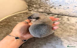 Chihuahua dogs for sale: 🩷Chihuahua puppies Thai genes🩷 - Image 3