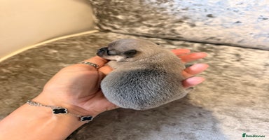 Chihuahua dogs - Advert 5