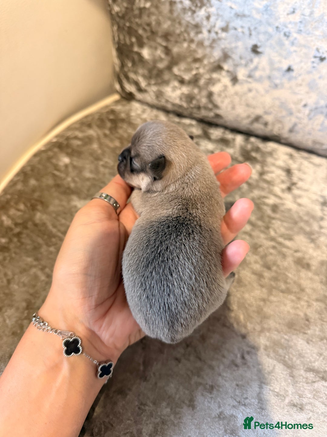 Chihuahua dogs for sale: 🩷Chihuahua puppies Thai genes🩷 - Image 3