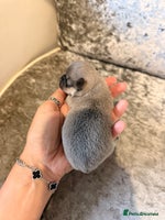 Chihuahua dogs - Advert 3