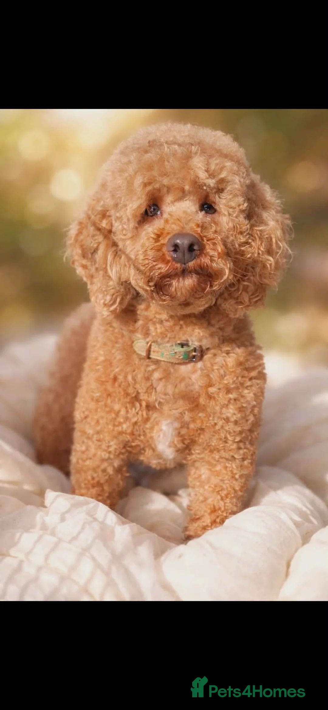 Mixed Breed dogs for sale: Robin male toy / Miniature poodle  - Advert 2