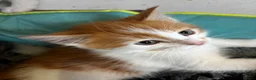 Mixed Breed cats for sale: 4 fluffy kittens - Advert 11