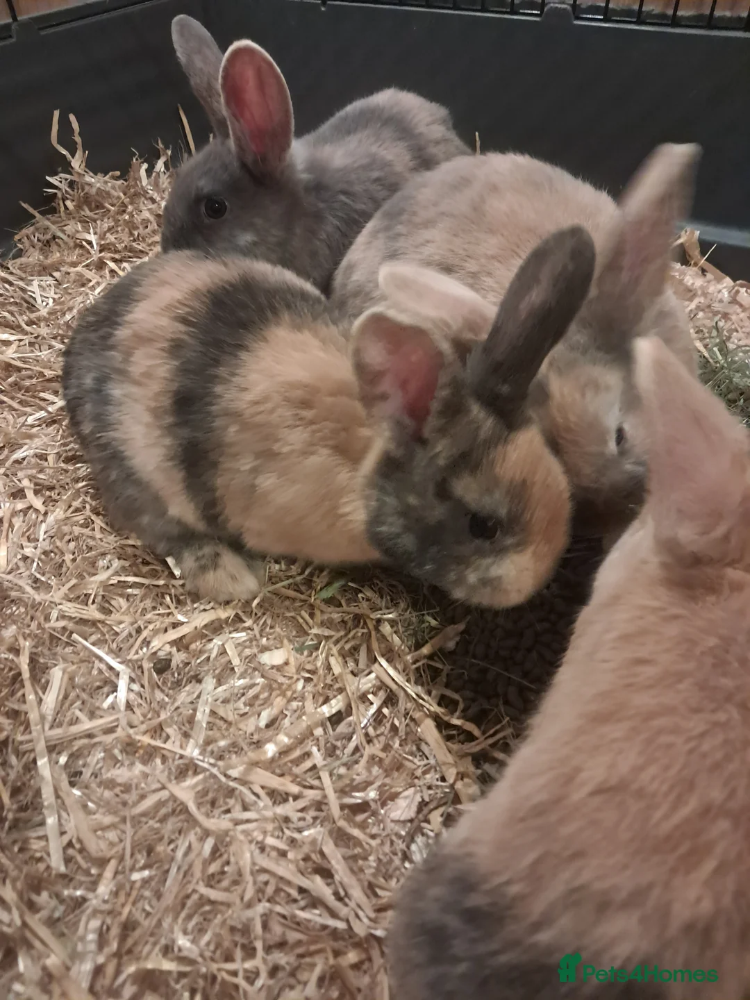 Mixed Breed rabbits for sale: Gorgeous lop x bunnies available  - Advert 14