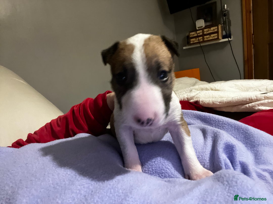 English Bull Terrier dogs for sale: English bull terriers  - Image 11