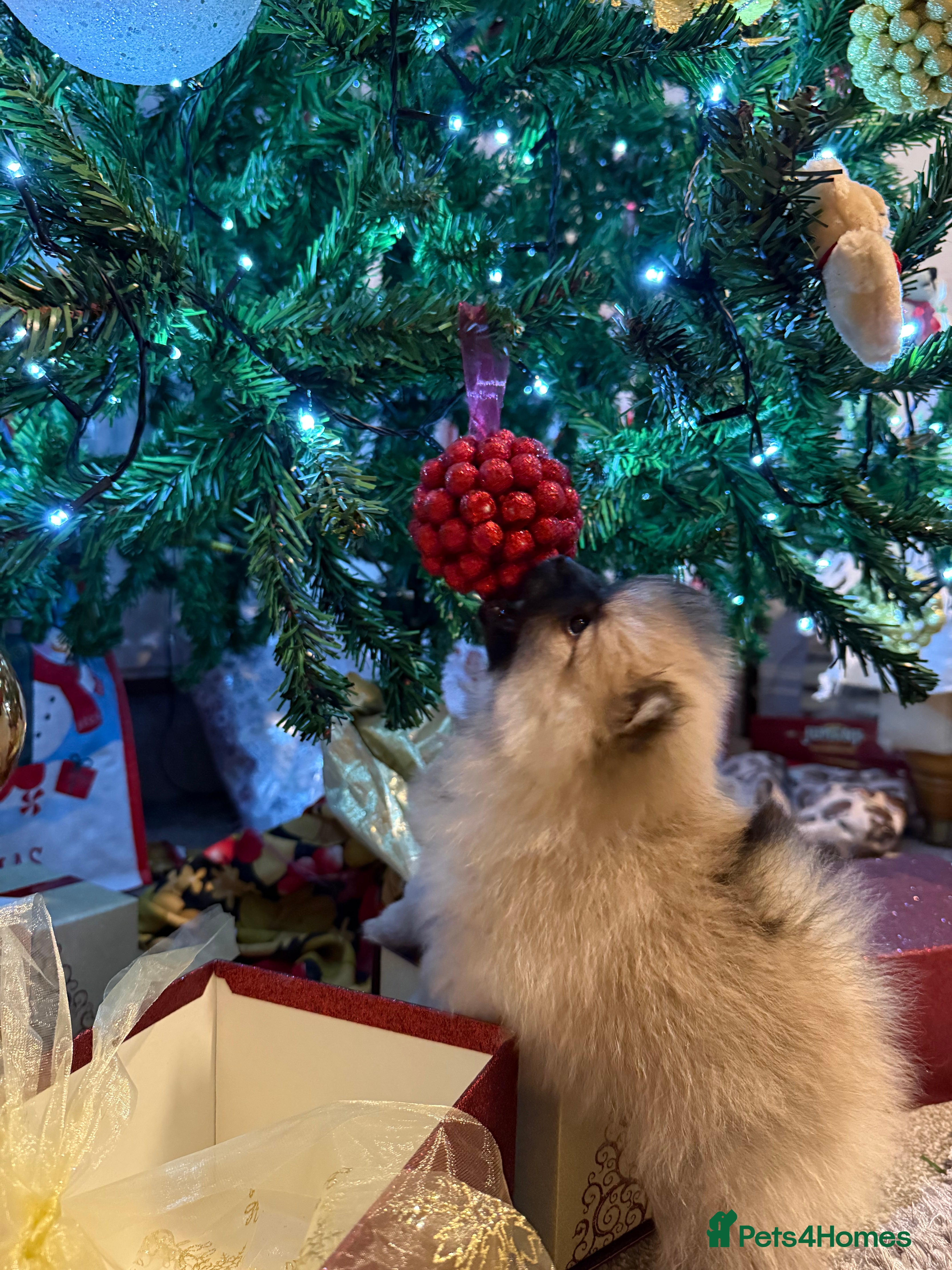 Pomeranian dogs Pomeranian puppies for sale - Advert 2