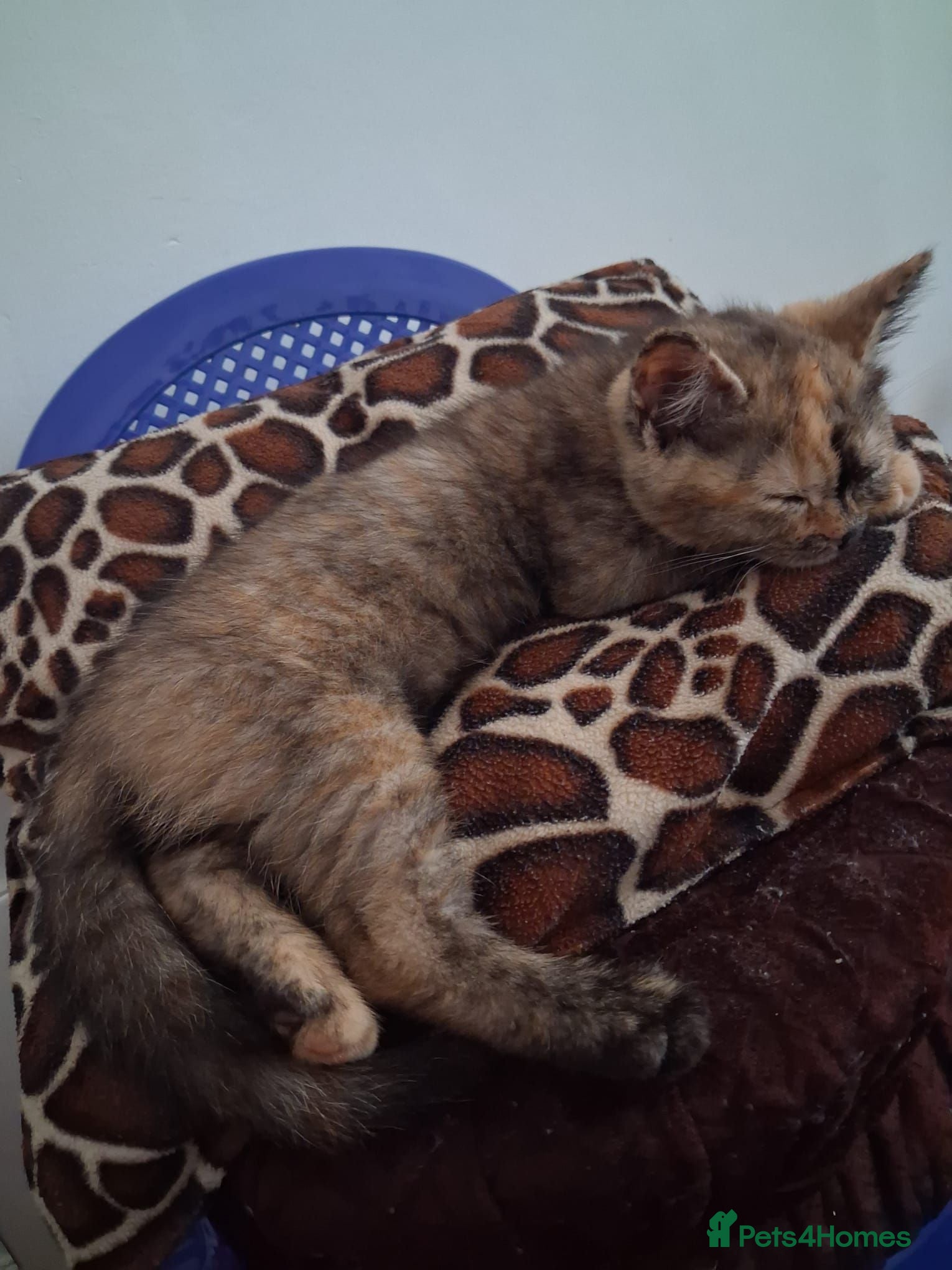 British Shorthair cats Beautiful British Blue tortie - Advert 7