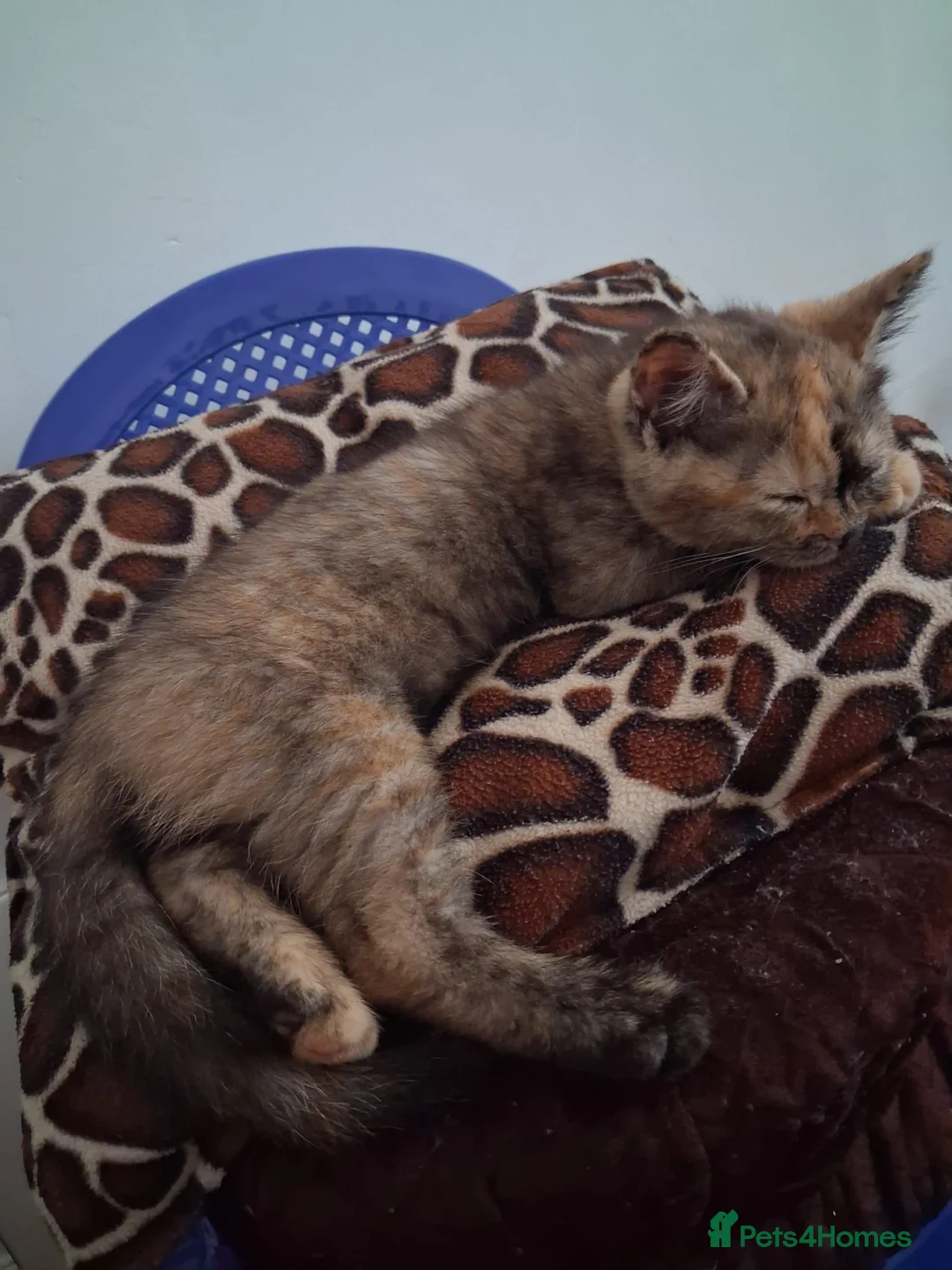 British Shorthair cats for sale: Beautiful British Blue tortie - Advert 2