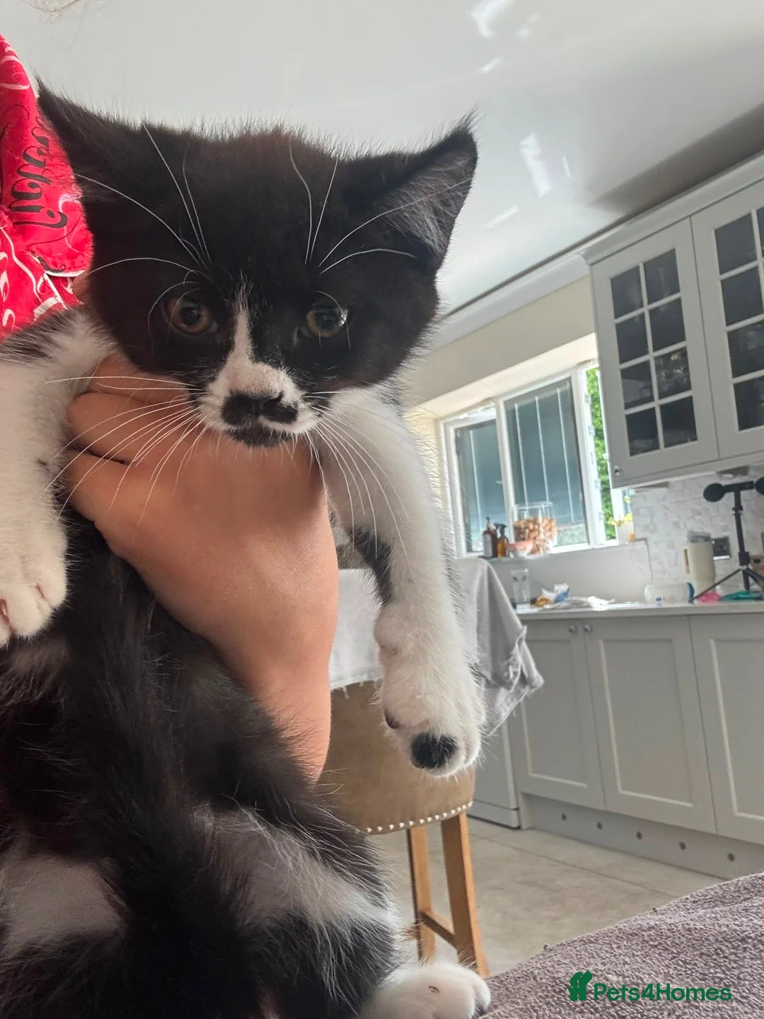 Mixed Breed cats for sale: READY NOW - Advert 2