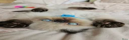 Persian cats for sale: Stunning Persian Kittens  - Advert 2