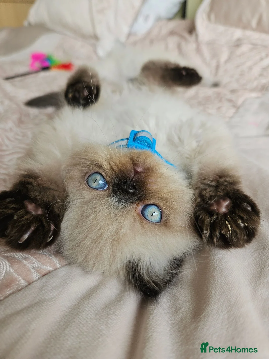 Persian cats for sale: Stunning Persian Kittens  - Advert 2