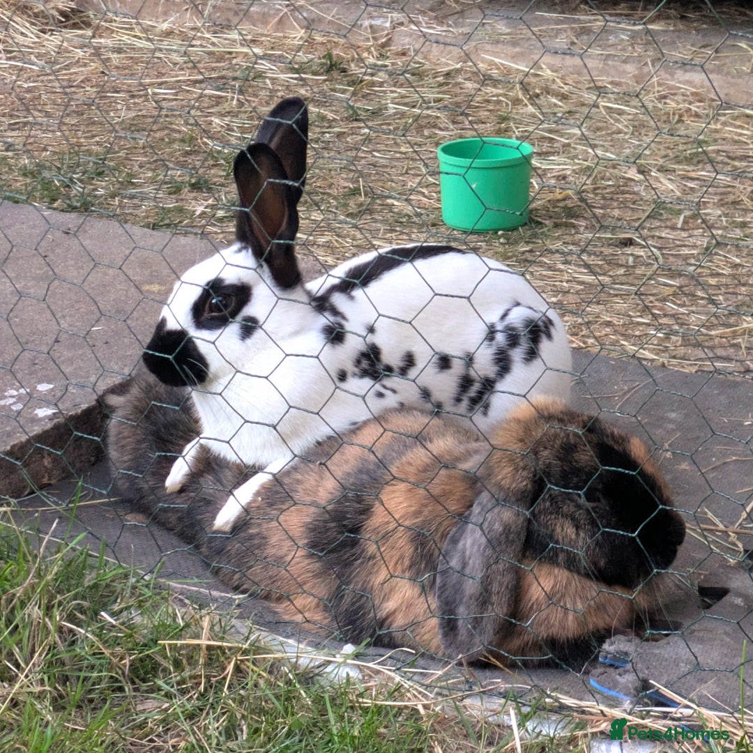 Dwarf Lop rabbits for sale: Male Harlequin dwarf Lop. - Advert 3