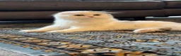 Scottish Fold cats for sale: Beautiful girl ready to go - Advert 2