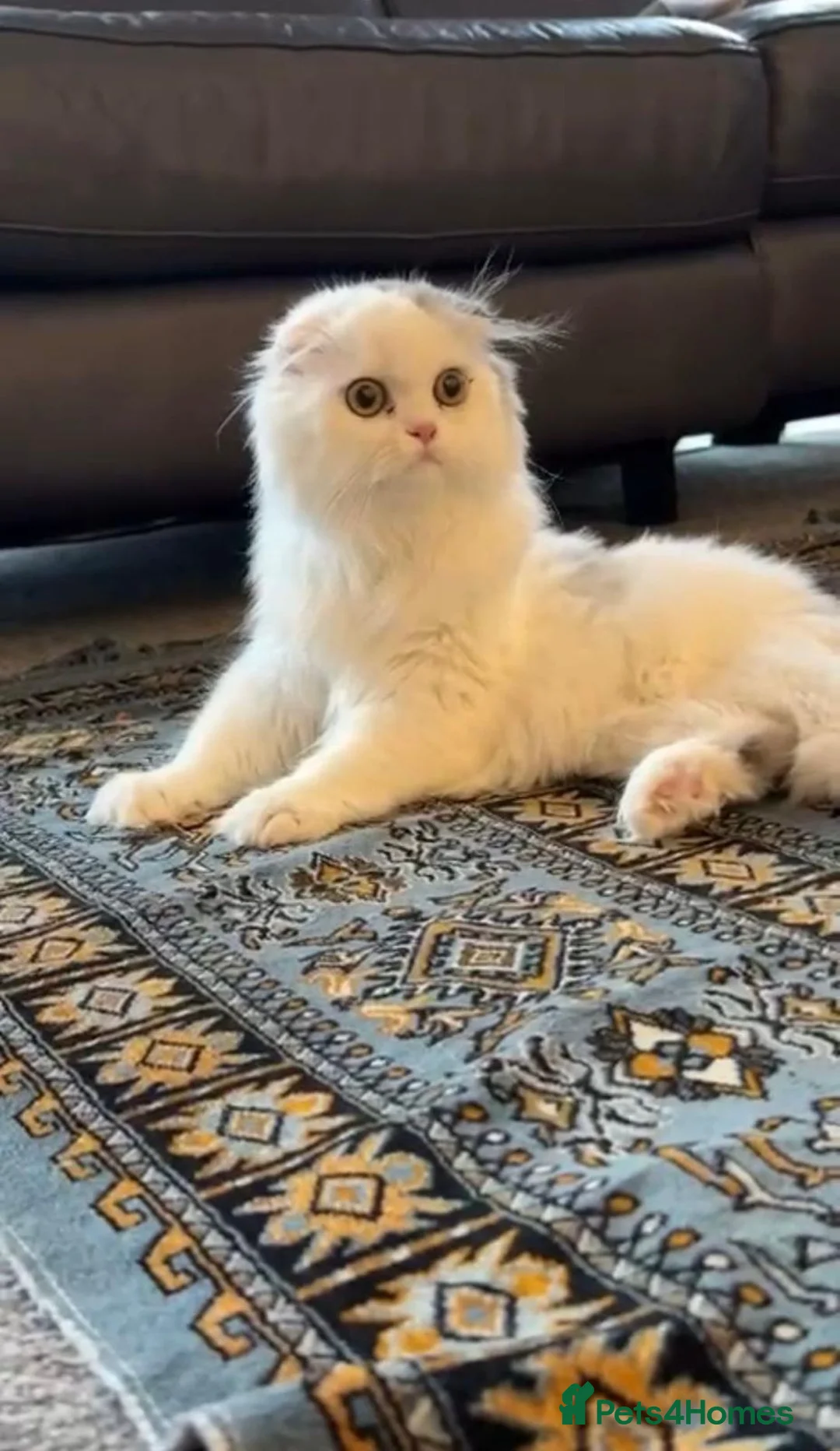 Scottish Fold cats for sale: Beautiful girl ready to go - Advert 2