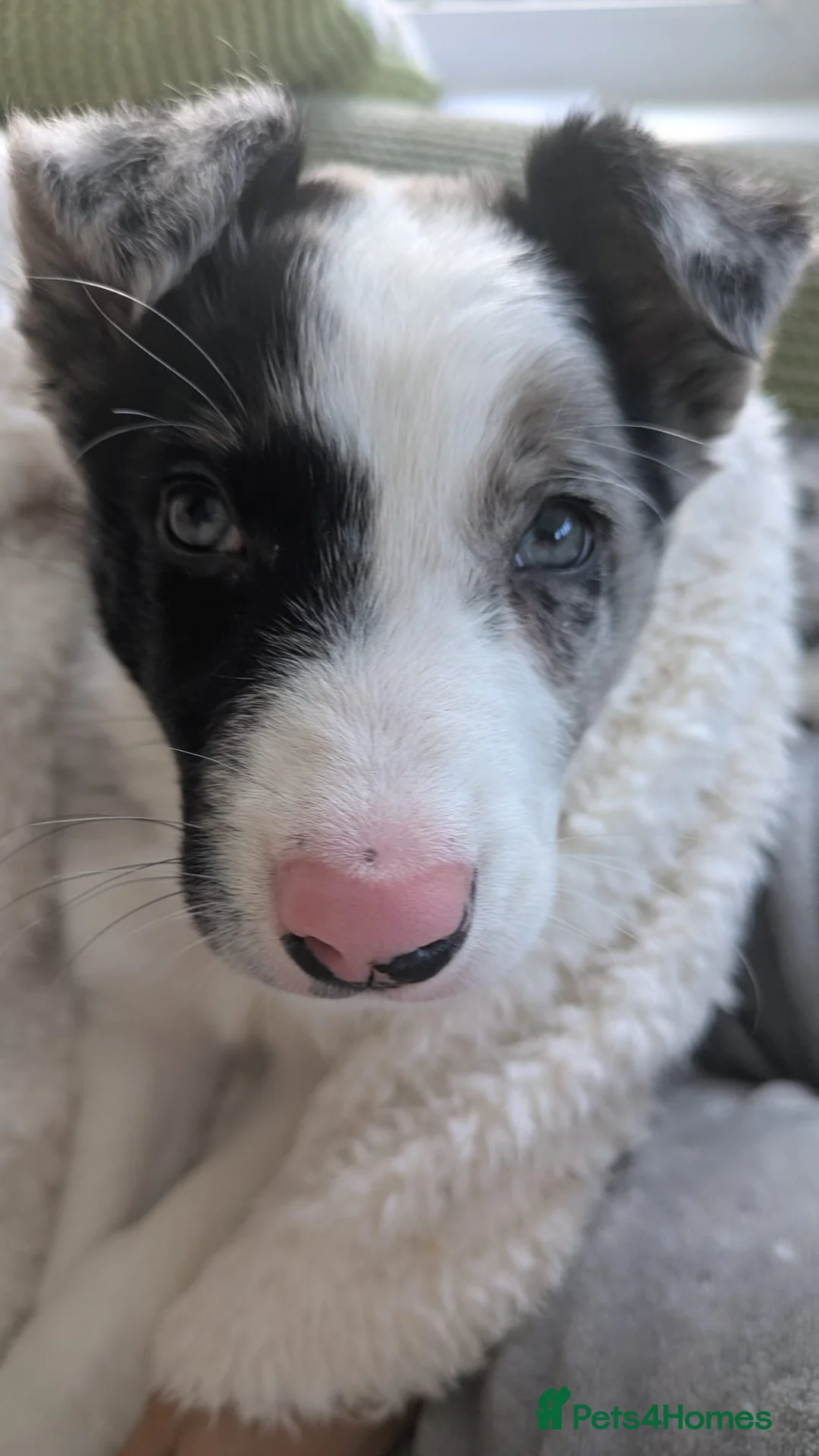 Border Collie dogs for sale: Working bloodline Blue merle pup - Advert 6