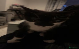 Mixed Breed cats for sale: Male kitten  - Image 2