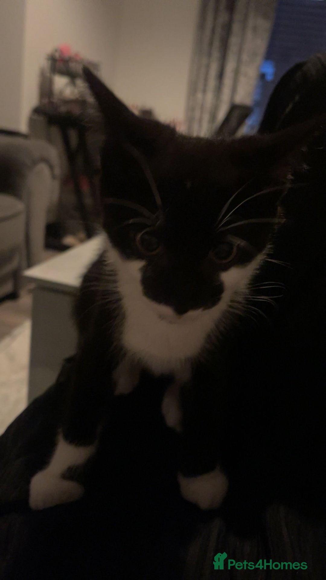 Mixed Breed cats for sale: Male kitten  - Image 2