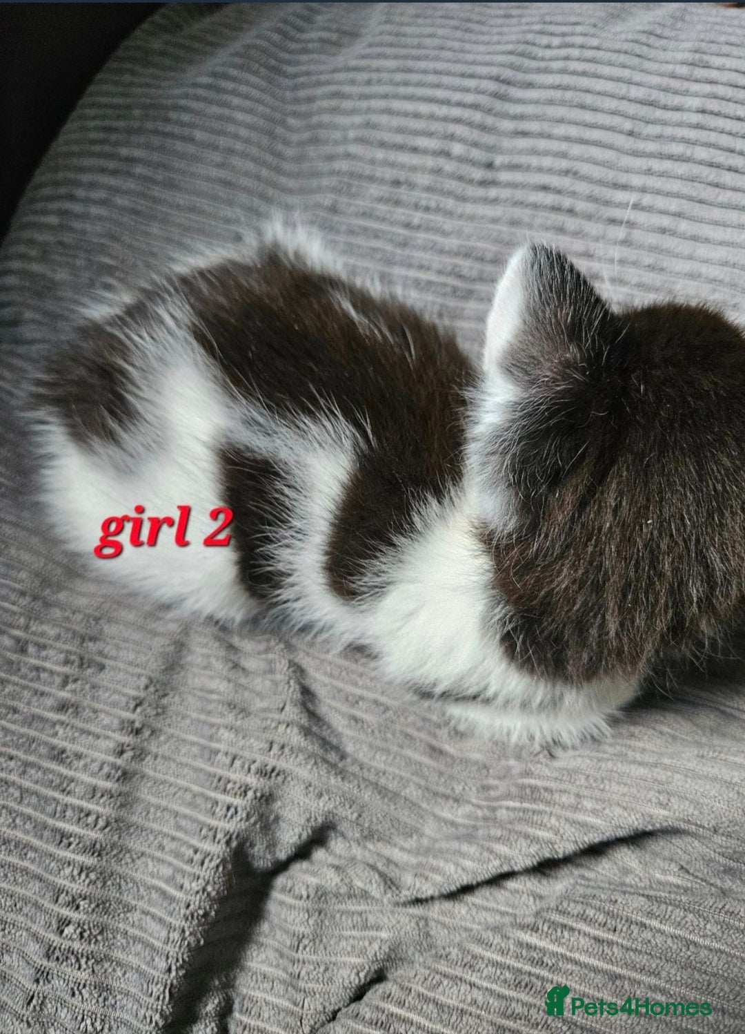 Mixed Breed cats for sale: Russian blue mix kittens  - Image 5