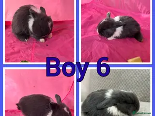 Mini Lop rabbits Mini lop babies - Advert 6