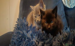 Ragdoll cats for sale: Ragdoll x kittens  - Image 1