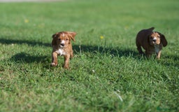 Cocker Spaniel dogs for sale: KC Reg – Fully Health Tested – Working Cocker Pups - Image 5
