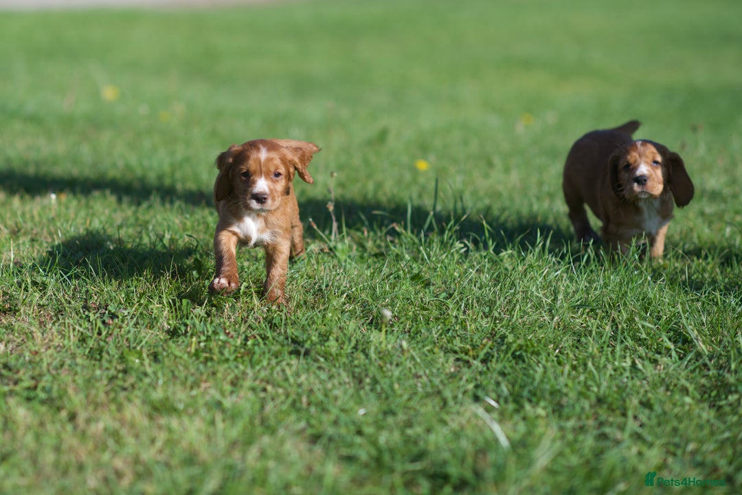 Cocker Spaniel dogs for sale: KC Reg – Fully Health Tested – Working Cocker Pups - Image 5