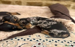 Miniature Dachshund dogs for sale: Silver dapple miniature dachshund dog - Image 5