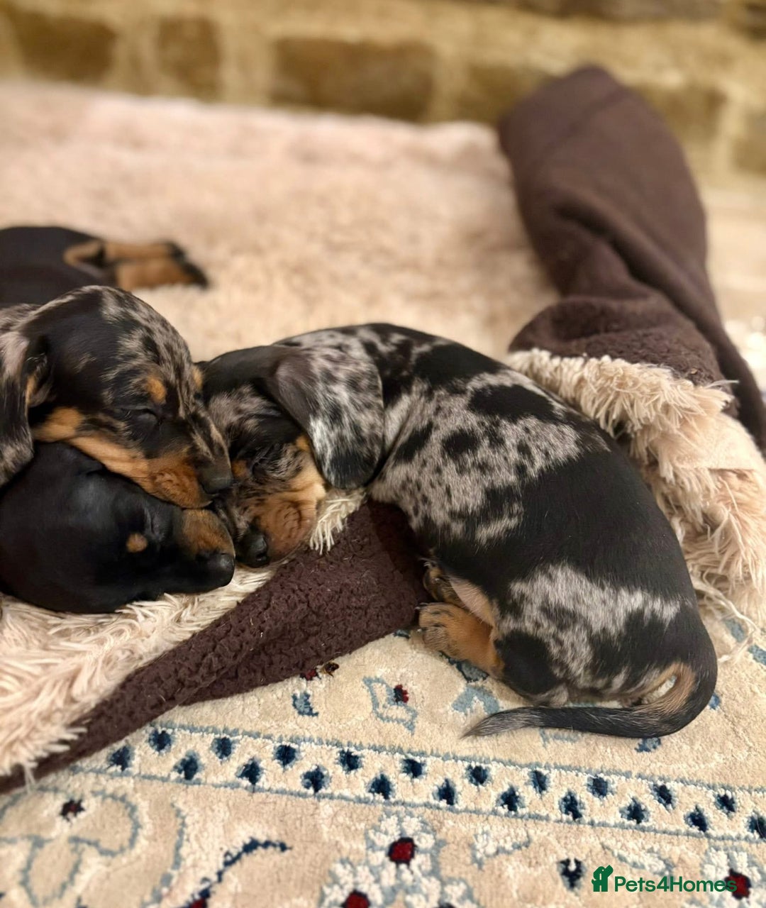 Miniature Dachshund dogs for sale: Silver dapple miniature dachshund dog - Image 5