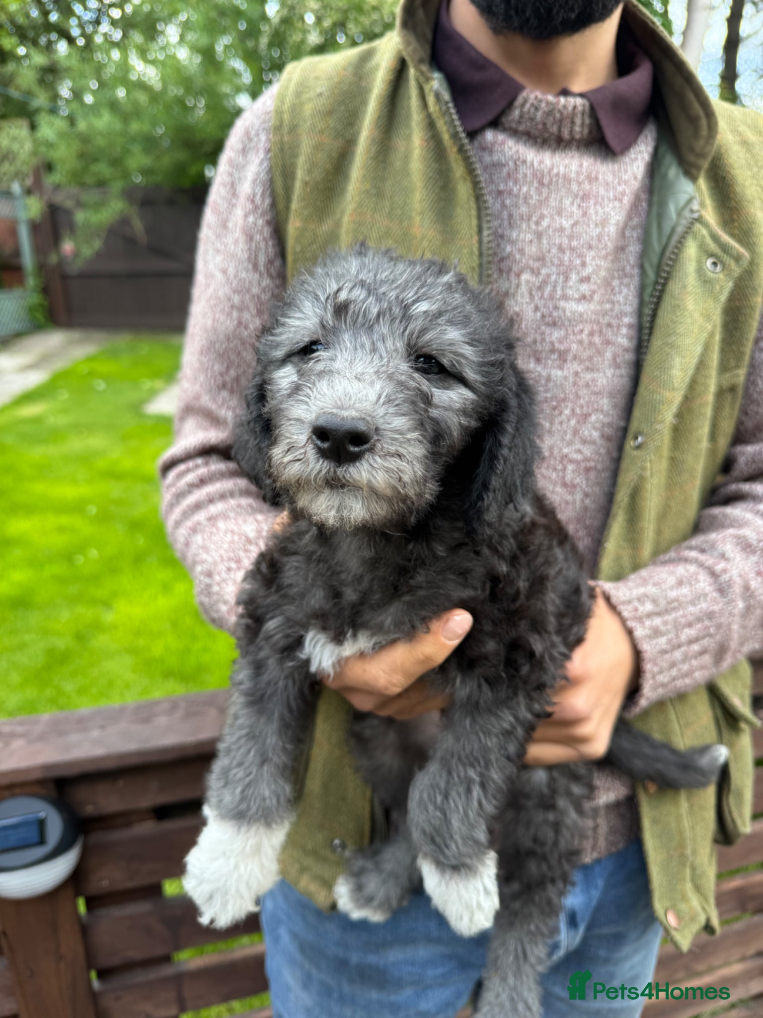 Bedlington Terrier dogs Bedlington Terrier Puppies  - Advert 6