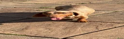 Miniature Dachshund dogs for stud: Choc dapple stud  - Advert 1