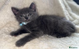 Mixed Breed cats for sale: Beautiful mix breed kittens  - Image 6