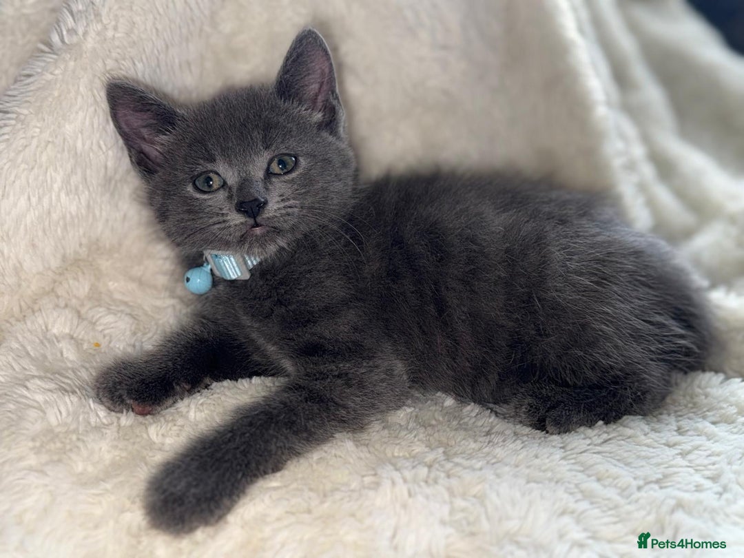 Mixed Breed cats for sale: Beautiful mix breed kittens  - Image 6