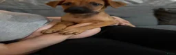 Mixed Breed dogs for sale: Bullherder Puppy  - Advert 4