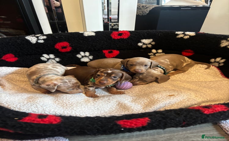 Dachshund dogs - Advert 2