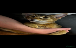 Chausie cats for sale: Savannah x Chausies - Image 22