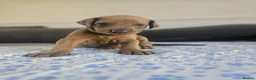 Mixed Breed dogs for sale: Doberman mix  in Nottingham - Advert 8