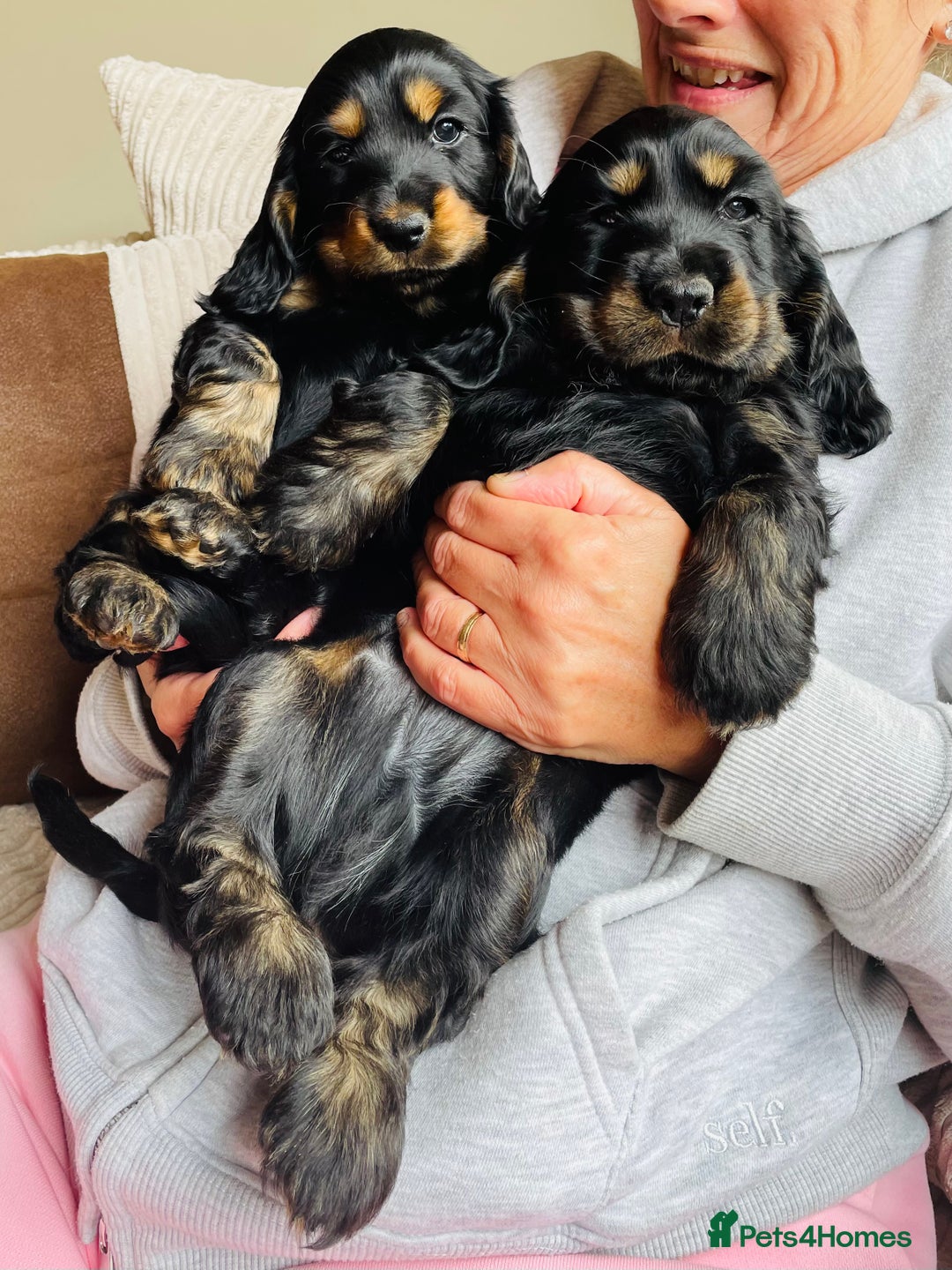 Cocker Spaniel dogs for sale: Top quality fully health tested show cocker pups - Image 18