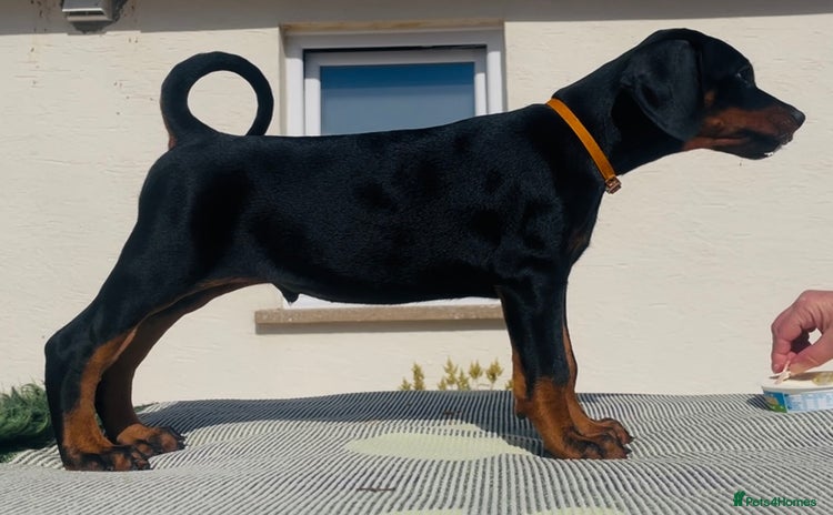 Dobermann dogs in Whitland - Advert 2
